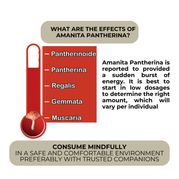 panther chart